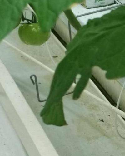 Sample image from Tomato Detection