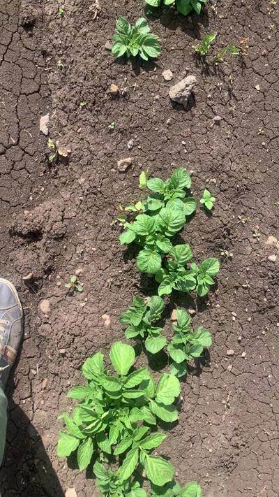 Sample image from Supervisely Potatoes