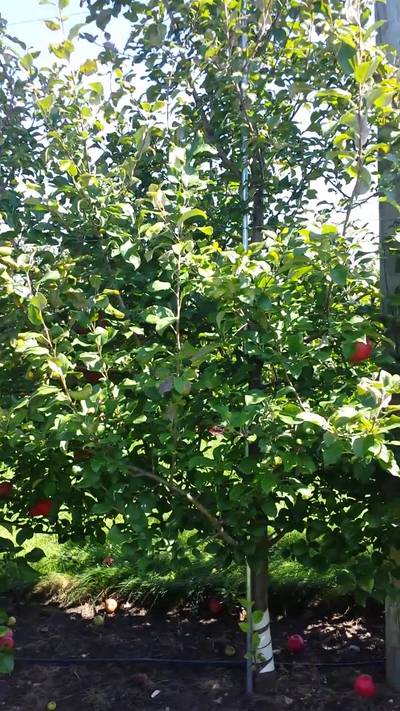 Sample image from MinneApple