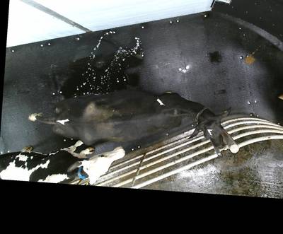 Sample image from OpenCow2020
