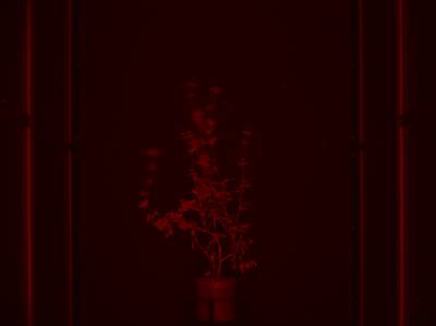 Sample image from CosegPP