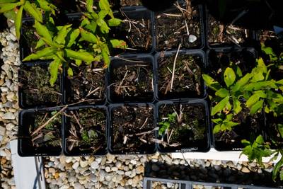 Sample image from Perrenial Plants Detection