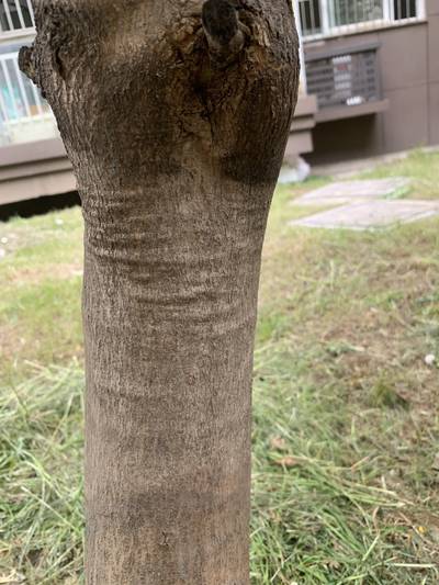 Sample image from Urban Street: Trunk