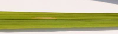 Sample image from Rice Disease