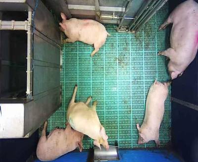 Sample image from Automatic Monitoring of Pigs