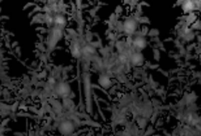 Sample image from KFuji RGB-DS