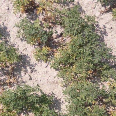 Sample image from Potato Plants Images