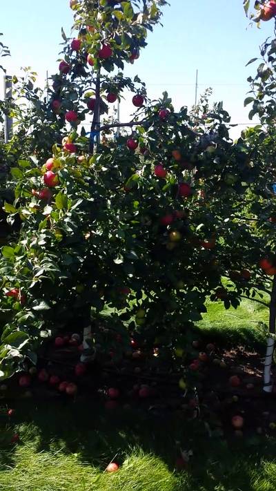 Sample image from MinneApple