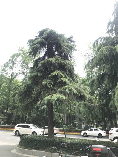 Sample image from Urban Street: Tree