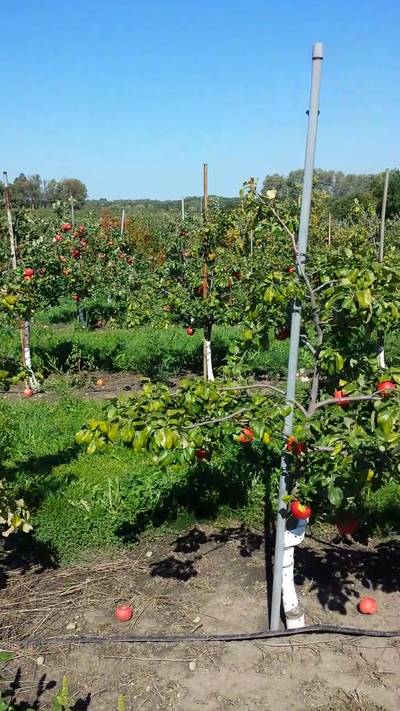 Sample image from MinneApple