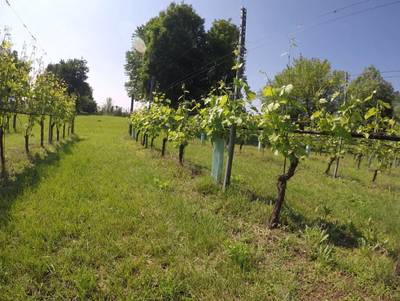 Sample image from Vineyard Rows