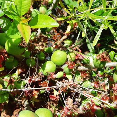 Sample image from QuinceSet