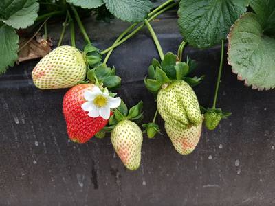 Sample image from StrawDI_Db1