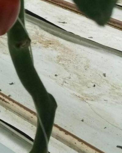 Sample image from Tomato Detection