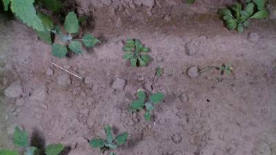 Sample image from Dataset of Annotated Food Crops and Weed Images