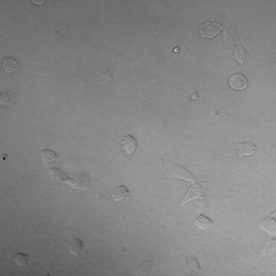 Sample image from Recognizance'22 Round 2