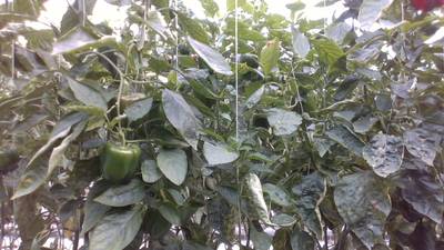 Sample image from Sweet Pepper