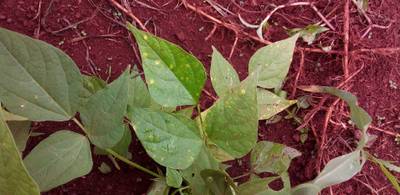 Sample image from Makerere University Beans