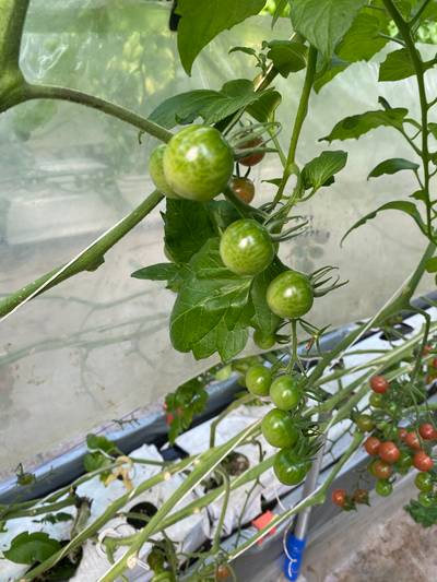 Sample image from LaboroTomato