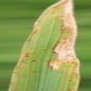 Sample image from Rice Disease