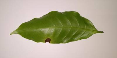 Sample image from Coffee Leaf Biotic Stress
