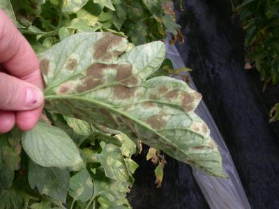 Sample image from PlantDoc