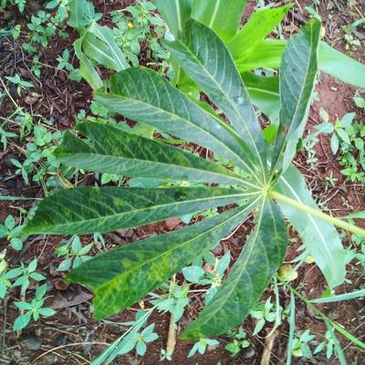 Sample image from Makerere University Cassava