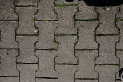 Sample image from Perrenial Plants Detection