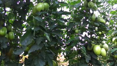 Sample image from AgRobTomato Dataset