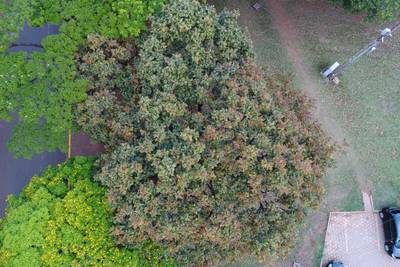 Sample image from Tree Species Detection