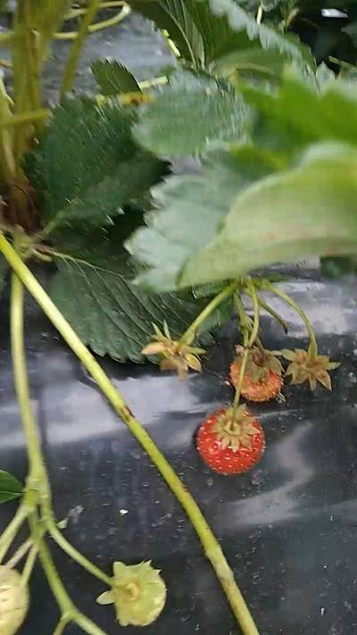 Sample image from Strawberry Dataset for Object Detection