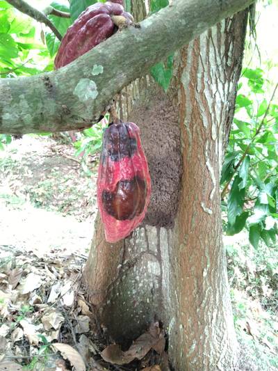 Sample image from Cocoa Diseases