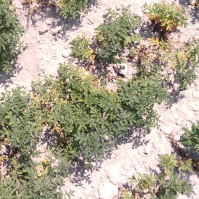 Sample image from Multispectral Potato Plants Images