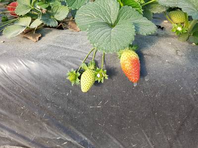 Sample image from StrawDI_Db1