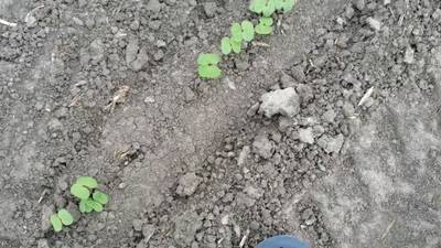 Sample image from DeepSeedling