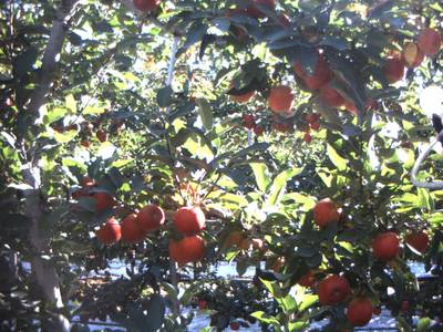 Sample image from Apple Dataset Benchmark from Orchard Environment