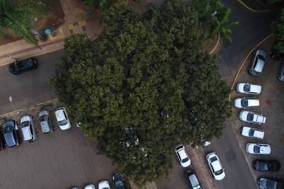 Sample image from Tree Species Detection