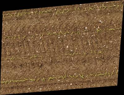 Sample image from Plant Detection and Counting