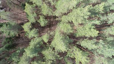 Sample image from LADD: Lacmus Drone Dataset