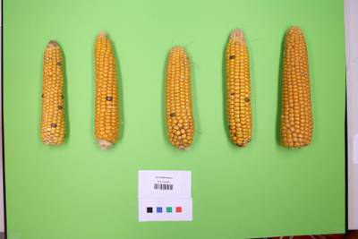 Sample image from Maize Cobs