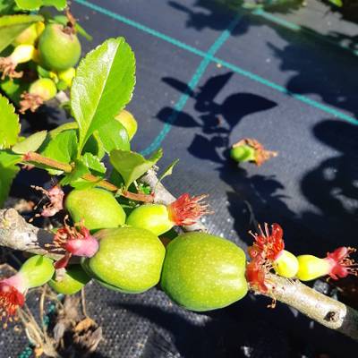 Sample image from QuinceSet