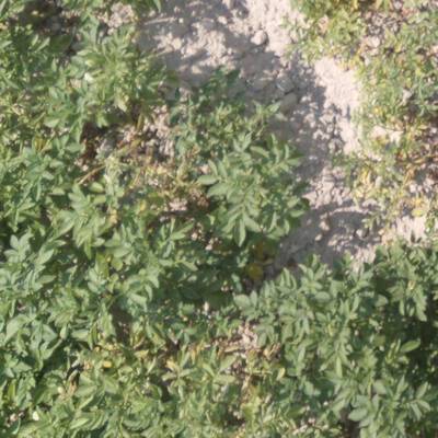 Sample image from Potato Plants Images