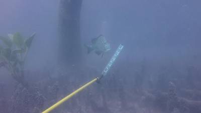 Sample image from DeepFish