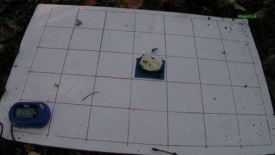 Sample image from Ant Detection