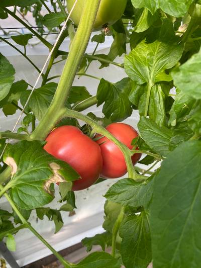 Sample image from LaboroTomato