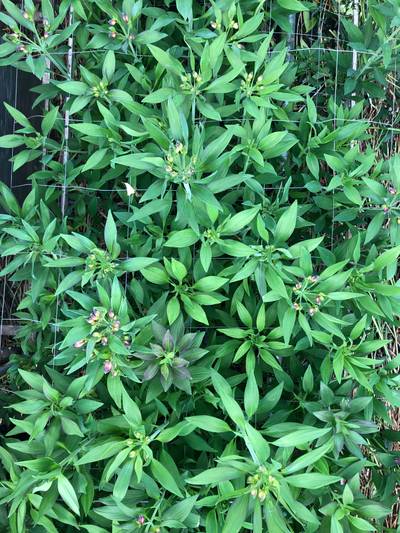 Sample image from morado_5may