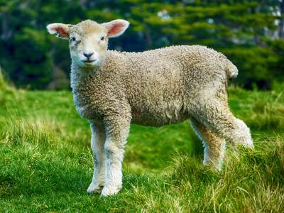 Sample image from Sheep Detection