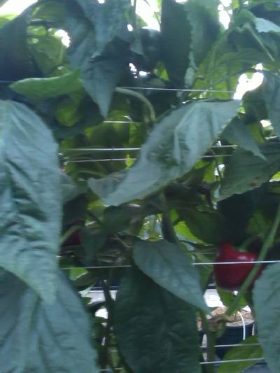 Sample image from QHDP