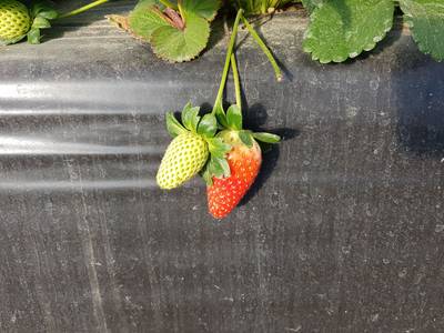 Sample image from StrawDI_Db1