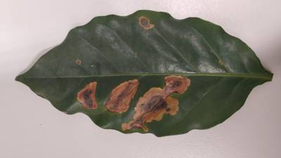 Sample image from Rust and Leaf Miner in Coffee Crop